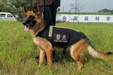 2021年8月27日网络leyu乐于app退役警犬